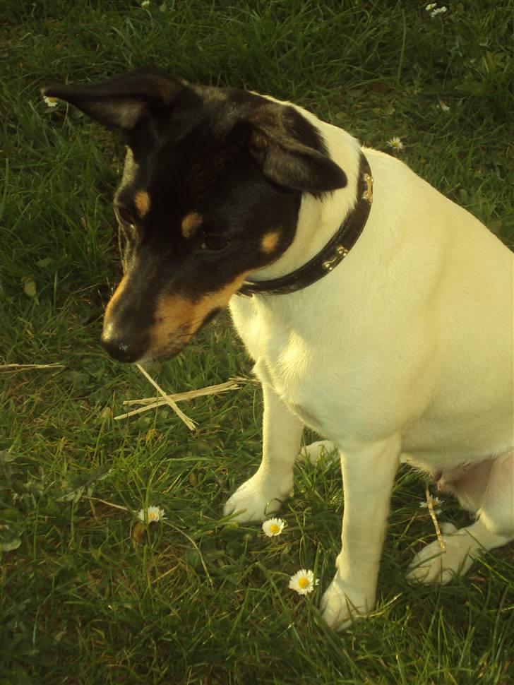 Dansk svensk gaardhund Carla - tit tit  billede 5