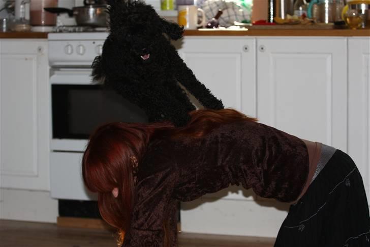 Dværgpuddel Max - Springer over ryg :) Foto: Mathias Dalmose. billede 17