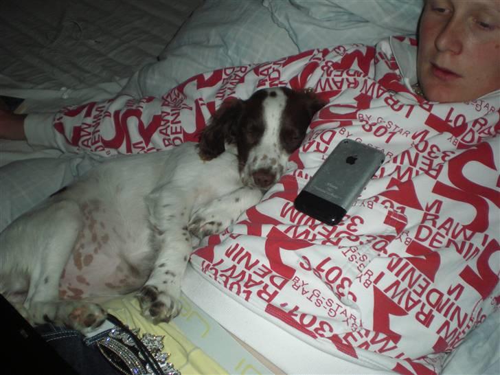 Field Trial spaniel Emma - Og her sover jeg med min storebror Christoffer :-) billede 8