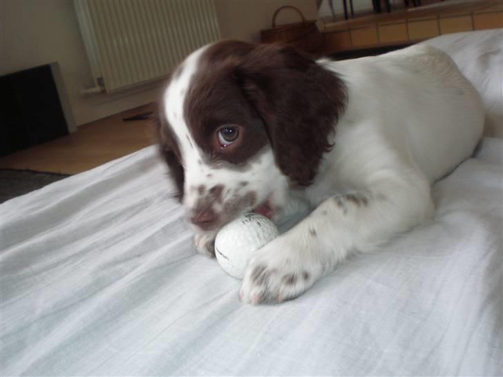 Field Trial spaniel Emma billede 10