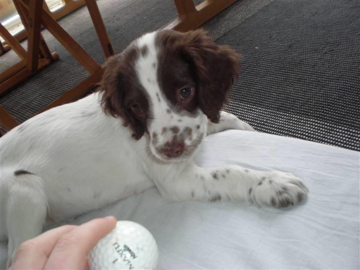 Field Trial spaniel Emma billede 11