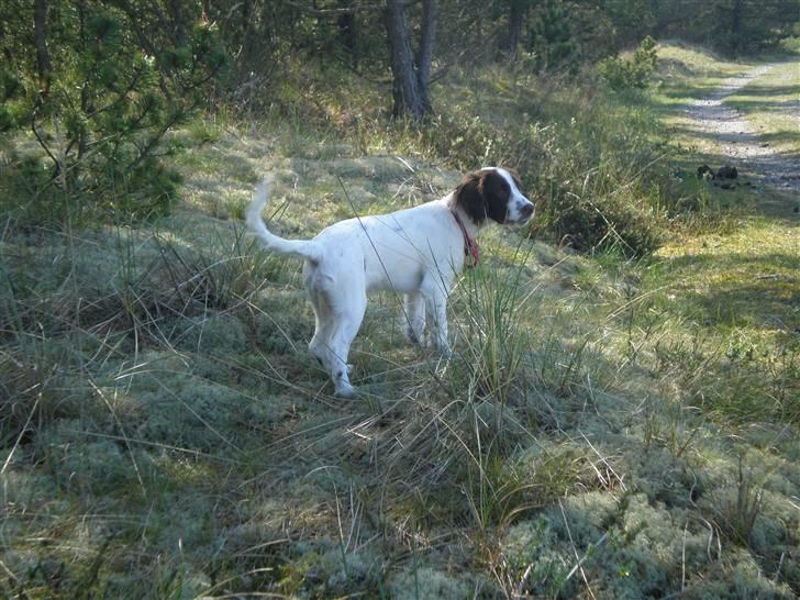 Field Trial spaniel Emma - og jeg kan også godt lide at gå laaaange ture :-) billede 12