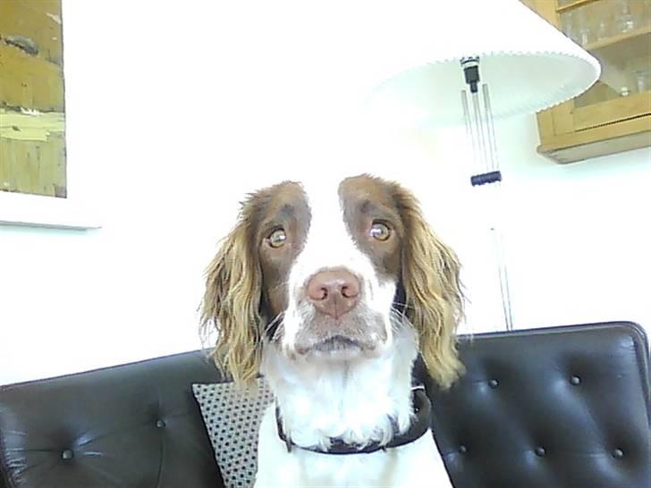 Field Trial spaniel Emma - Nøøøj hvor er jeg grim her :p billede 13