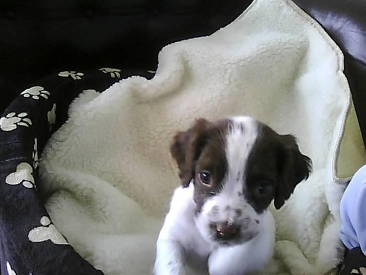 Field Trial spaniel Emma - dagen efter vi fik hende :p billede 14