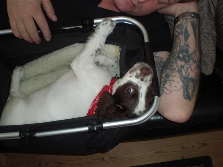 Field Trial spaniel Emma - Jeg elsker at sove i min mors inkøbskurv billede 15