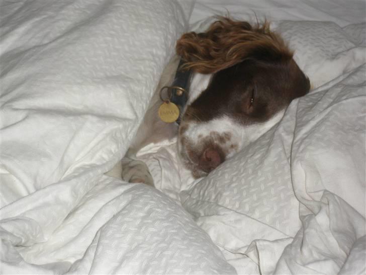 Field Trial spaniel Emma - og her sover jeg så vær nat 8) billede 16