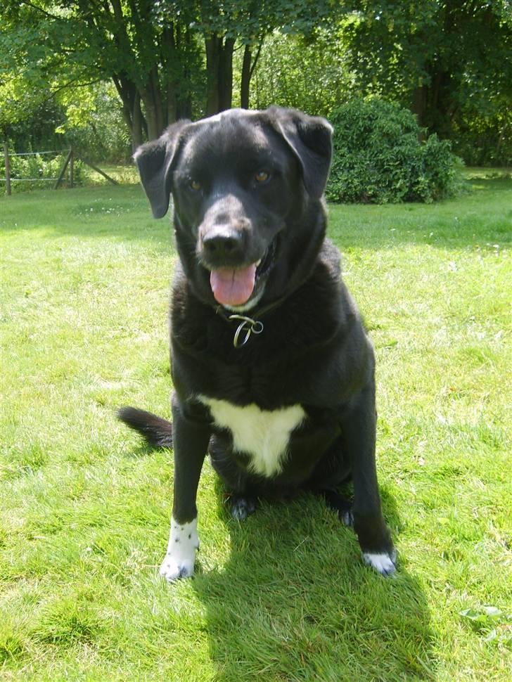 Blanding af racer Balder - er jeg ikke sød,  billede 1