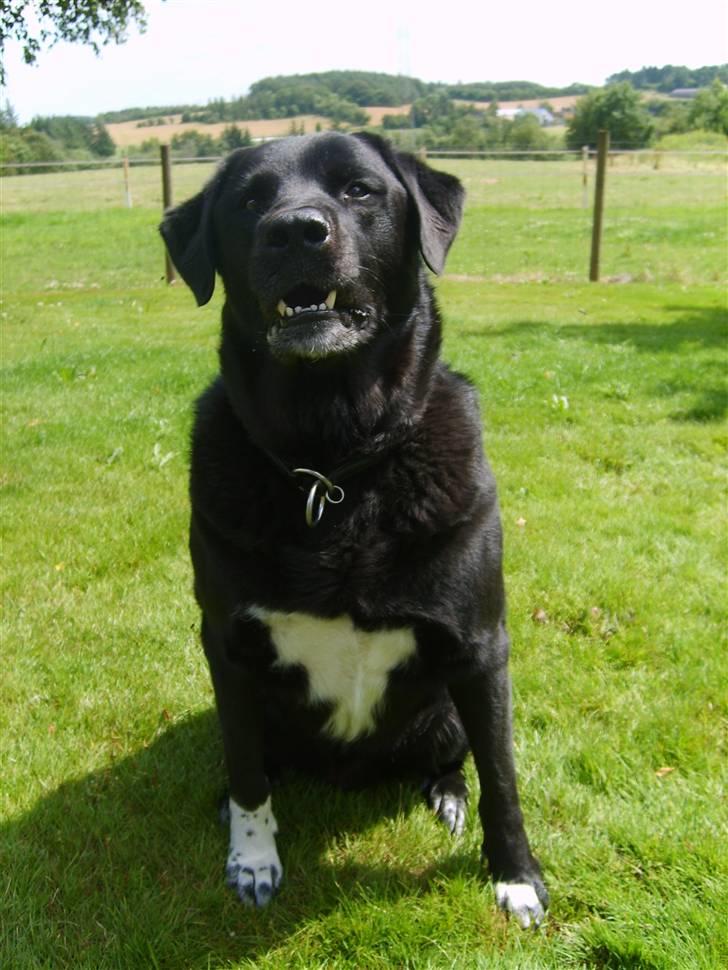 Blanding af racer Balder - er jeg farlig nu. billede 2