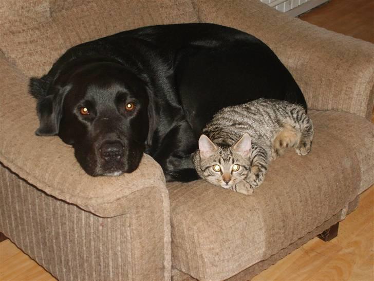 Blanding af racer Balder - mig og min bedste ven lille mis billede 3