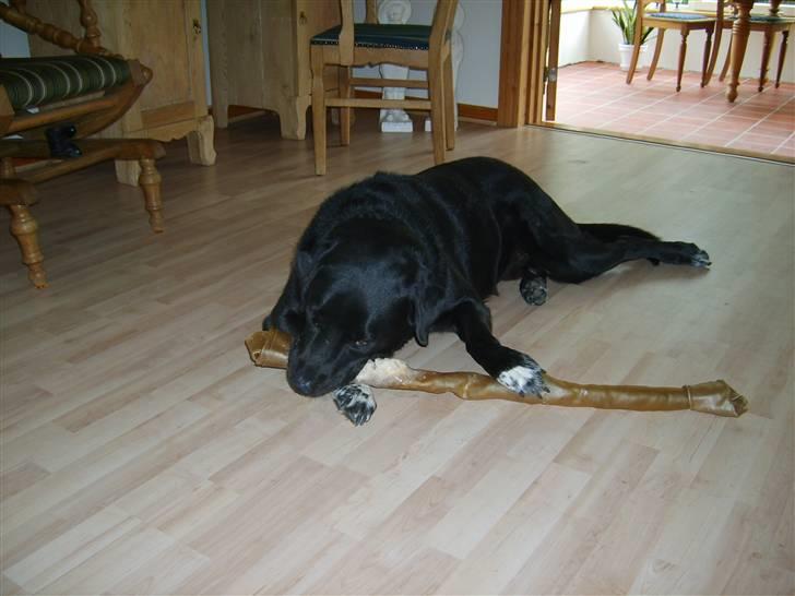 Blanding af racer Balder - mit ben jeg altid får når min mor og far har været i hjallerup til hestemarkede. billede 4