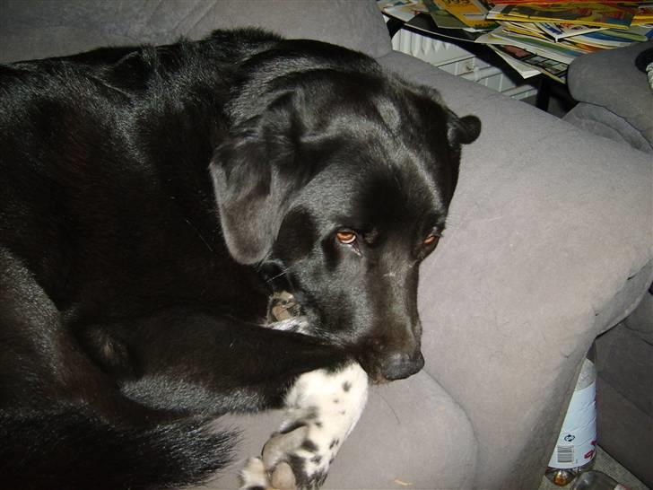 Blanding af racer Balder - SOFAEN må jeg ikke ligge der? billede 5