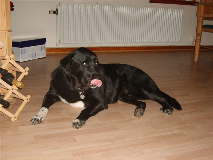 Blanding af racer Balder - min mor laver mad det lugter enlig meget godt, mine tænder løber lidt i vand. billede 6