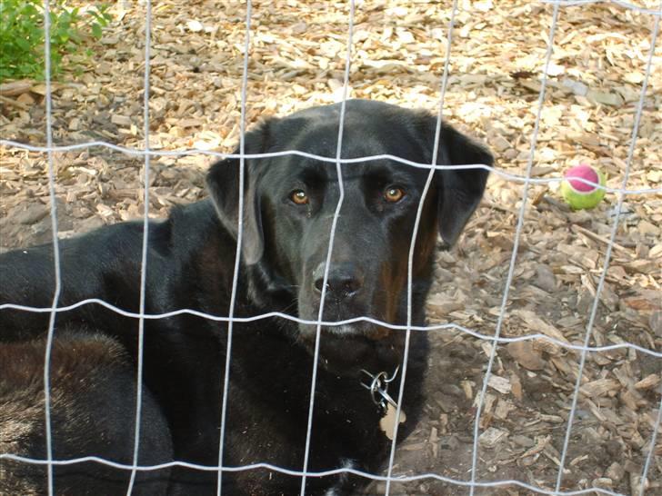 Blanding af racer Balder - godt gjort, her skal man være lukket inde, bare fordi jeg er kommet til at løbe væk et par gange eller ti. billede 7