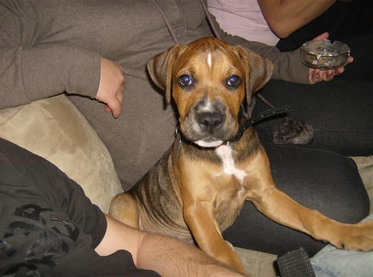 Blanding af racer spike billede 1