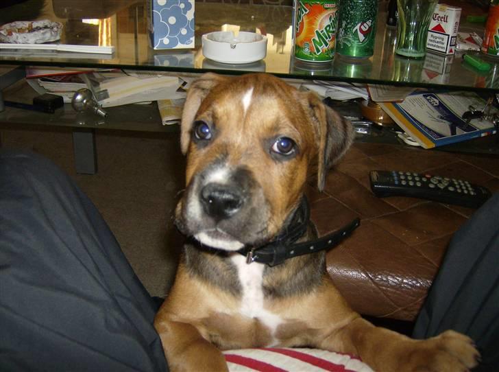 Blanding af racer spike - kan jeg ikk se sød ud billede 2