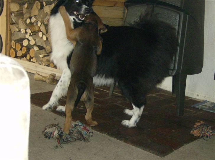 Blanding af racer spike - mine 2 dejlige hunde billede 3