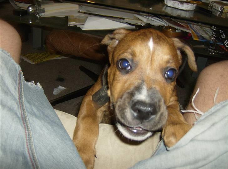 Blanding af racer spike - jeg kan os se farlig ud billede 4