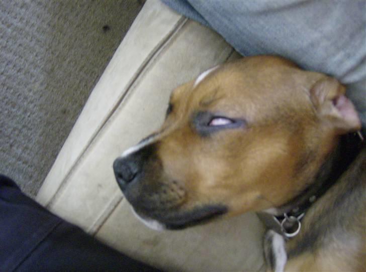 Blanding af racer spike - luk lige øjne når du sover billede 5