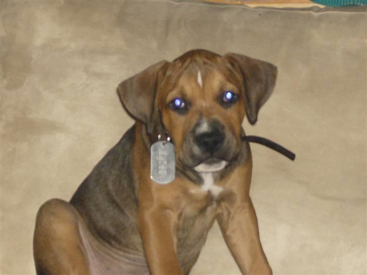 Blanding af racer spike billede 6