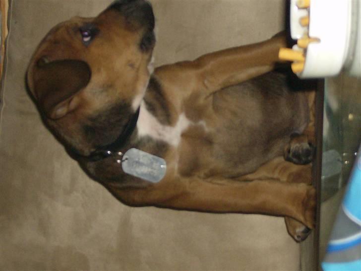 Blanding af racer spike - ja fang den flue billede 7