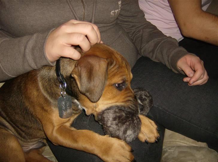 Blanding af racer spike - må du godt det...? billede 8