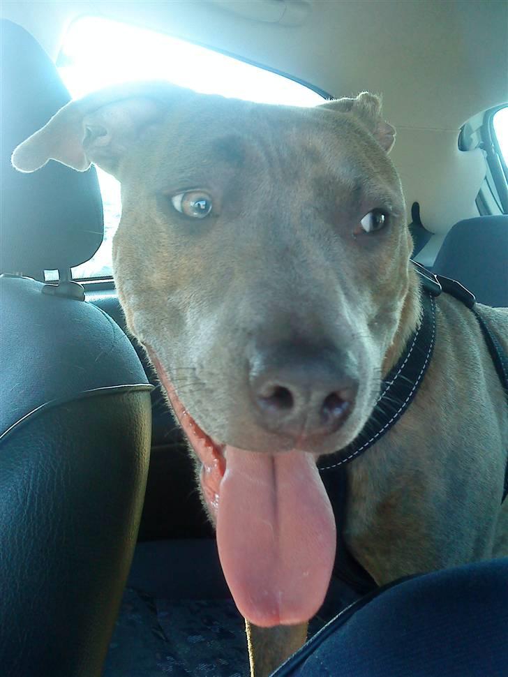 Amerikansk staffordshire terrier Shawty billede 11