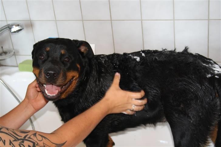 Rottweiler Freja billede 7