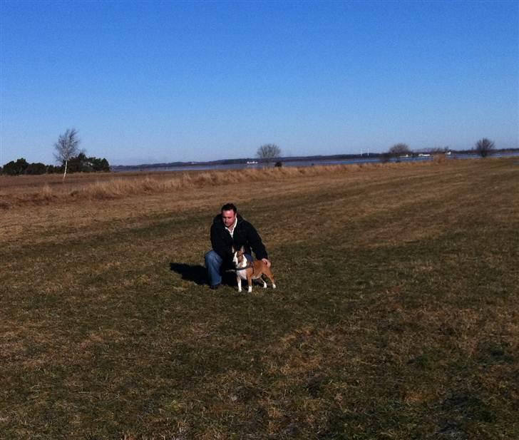 Bullterrier miniature Bruni Banani - 2011 billede 3