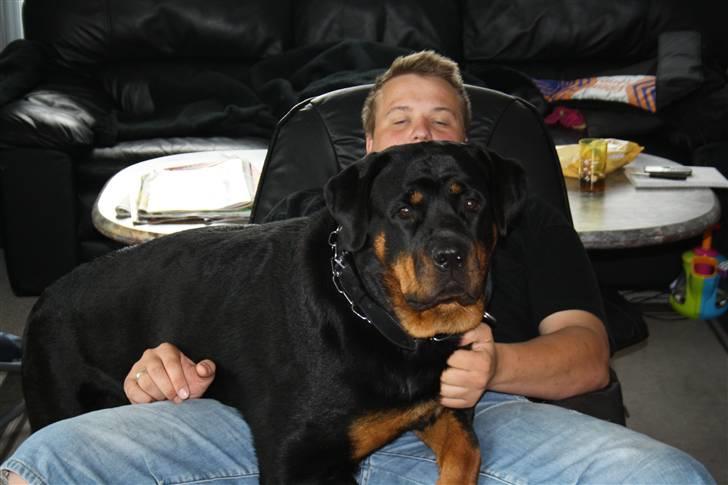 Rottweiler Freja - Ham far er nu dejlig at ligge på billede 8