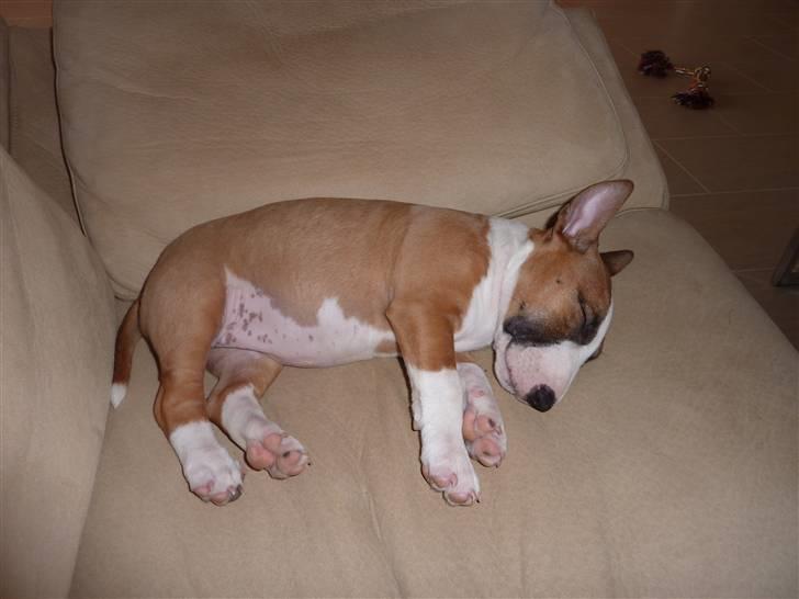 Bullterrier miniature Bruni Banani - Zzzz... - 9 uger september 2009 billede 4