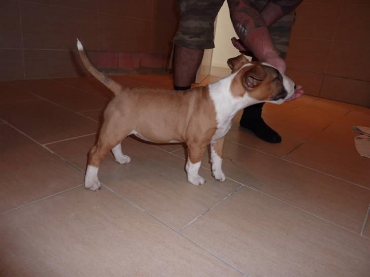 Bullterrier miniature Bruni Banani - Kan IKKE stå stille! 9 uger - september 2009 billede 5