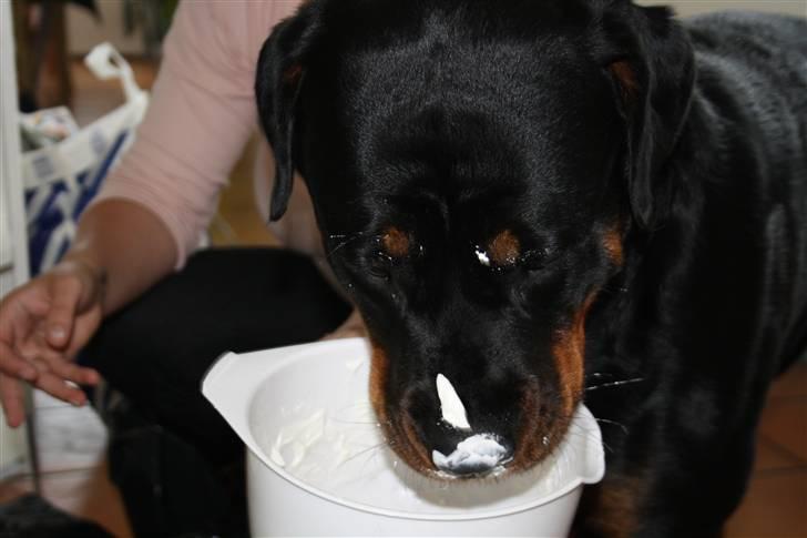 Rottweiler Freja - Uhm, mor havde flødeskum med i stuen.. billede 9