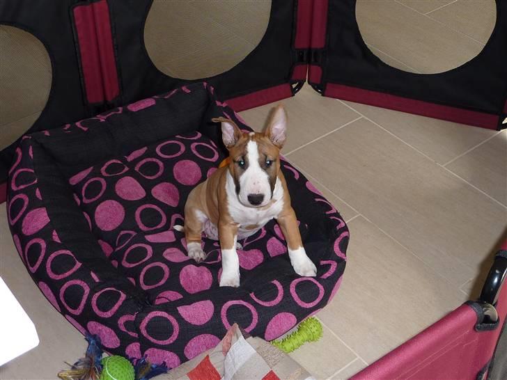 Bullterrier miniature Bruni Banani - 11 uger - september 2009 billede 6