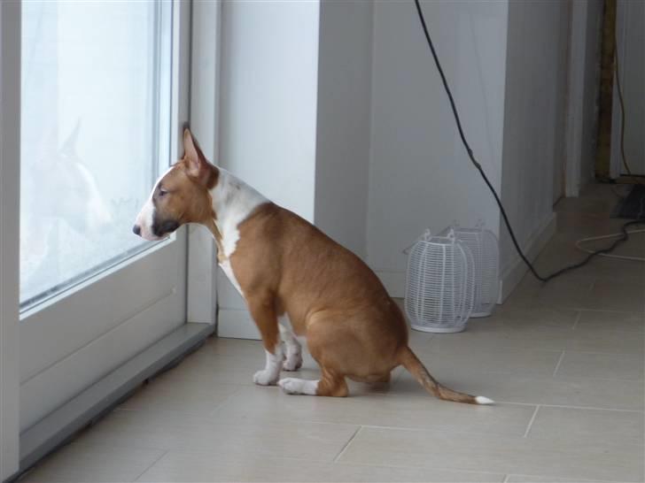 Bullterrier miniature Bruni Banani - Spejderen - januar 2010 billede 7