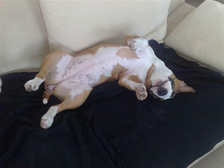 Bullterrier miniature Bruni Banani - Ta´r en slapper - februar 2010 billede 8