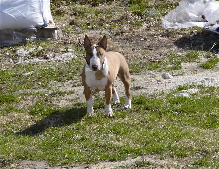 Bullterrier miniature Bruni Banani - Snart ikke hvalp længere - april 2010 billede 9