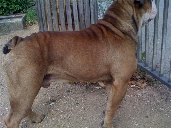 Engelsk bulldog Loui billede 7