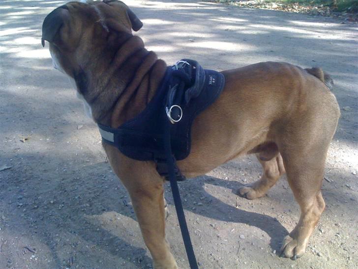 Engelsk bulldog Loui billede 8