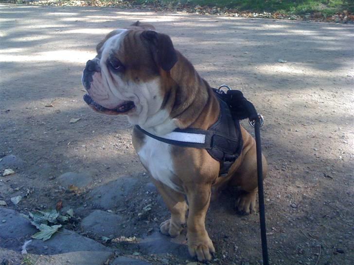 Engelsk bulldog Loui billede 9