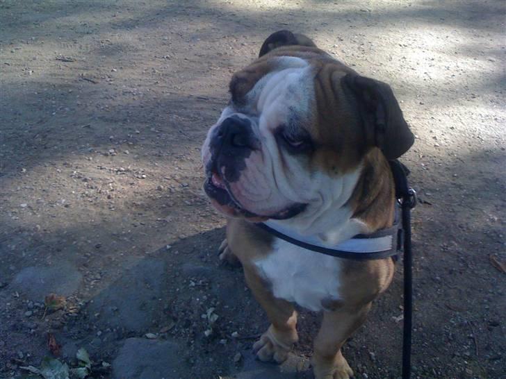 Engelsk bulldog Loui billede 10