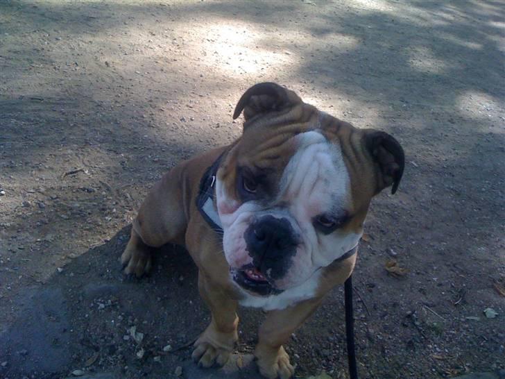 Engelsk bulldog Loui billede 11