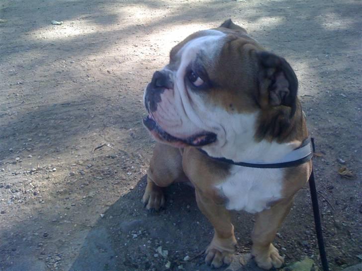 Engelsk bulldog Loui billede 12