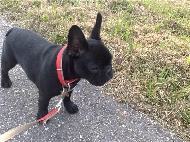 Fransk bulldog Vacho billede 11