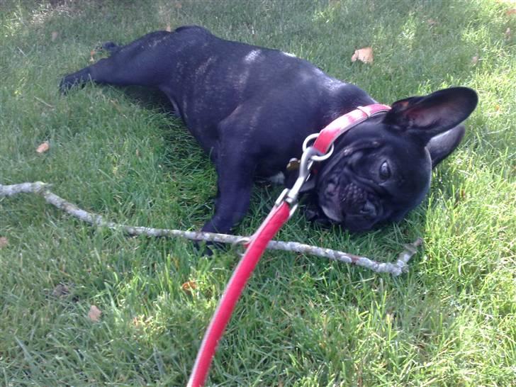 Fransk bulldog Vacho billede 12