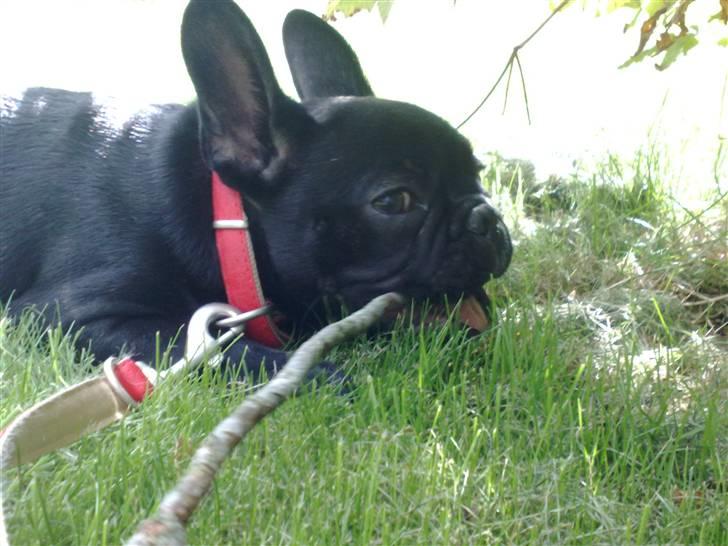 Fransk bulldog Vacho billede 13