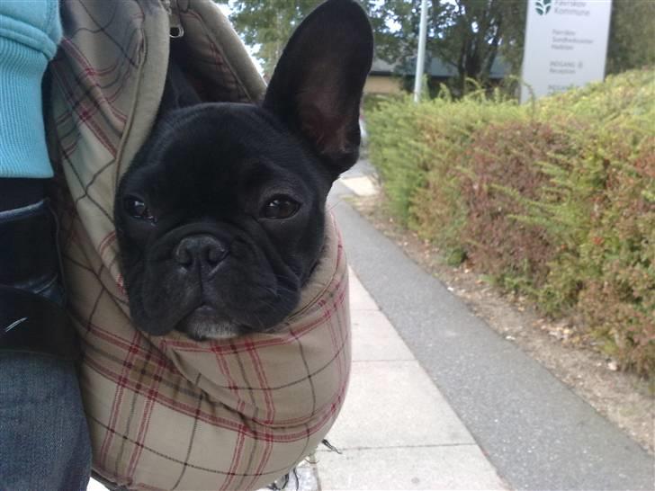 Fransk bulldog Vacho billede 14