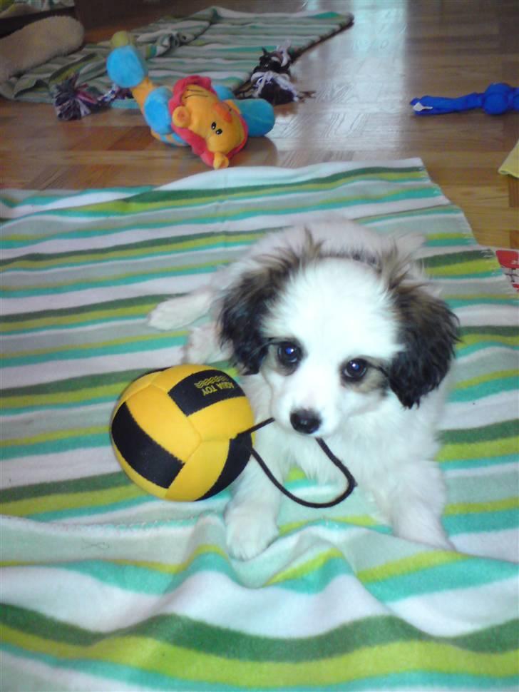 Phalene Canto billede 1