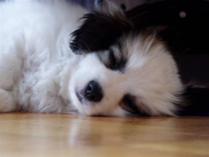 Phalene Canto billede 2