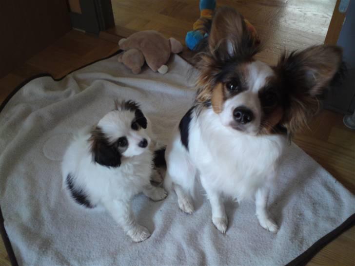 Phalene Canto billede 3