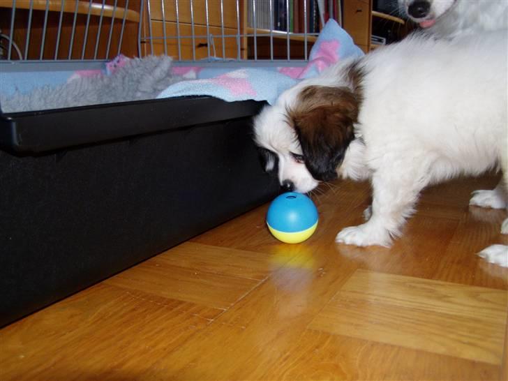 Phalene Canto billede 4